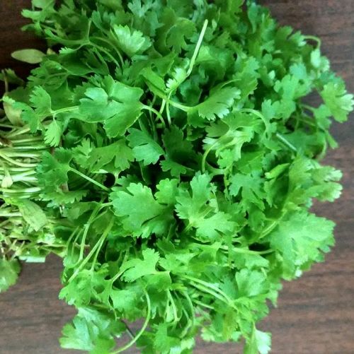 Coriander  3